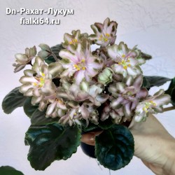 Dn-Рахат-Лукум (Денисенко)